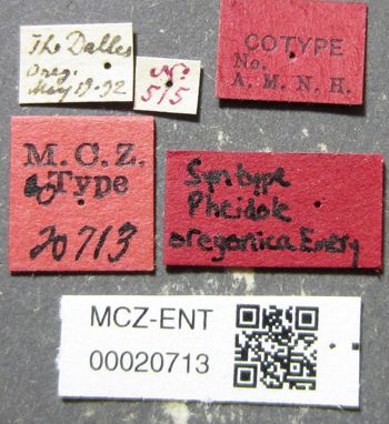 Media type: image;   Entomology 20713 Aspect: labels